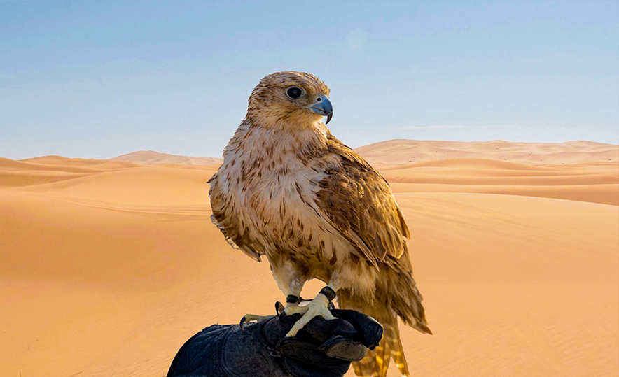 Morning desert safari dune bashing in Dubai